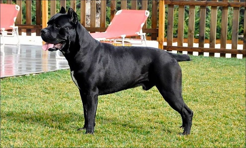 perrito3
